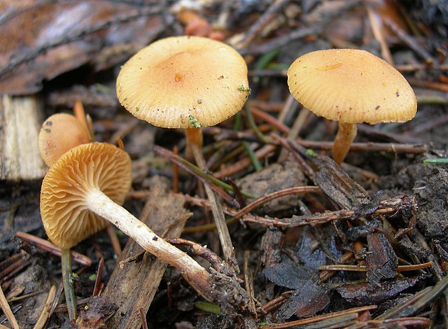 Galerina spec. Cod.: DSCN 9473